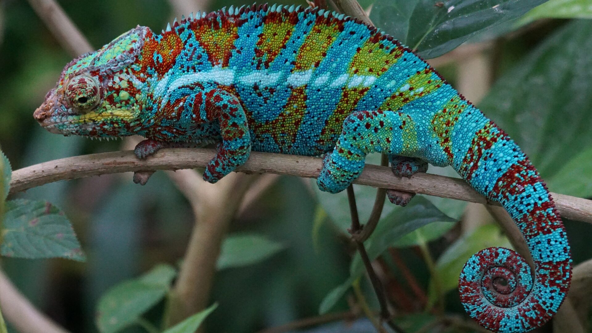 L’effet caméléon, ou comment adapter son style de communication à autrui